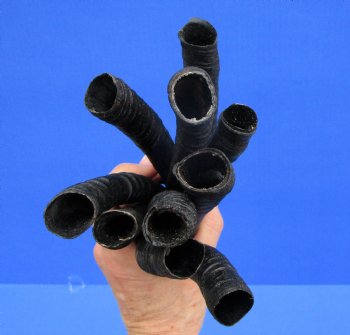 10 Female Springbok Horns 7 to 9-3/8 inches - $6.90 each