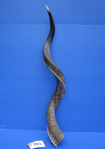35-3/4 inches Half-Polished Kudu Horn (27-1/4 inches Straight) - $106.99