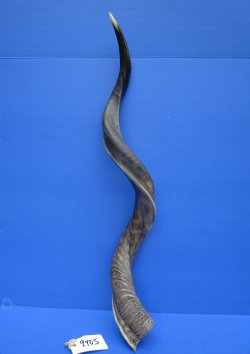 35-3/4 inches Half-Polished Kudu Horn (27-1/4 inches Straight) - $106.99