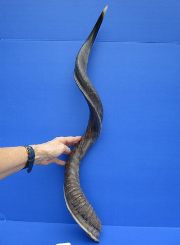 35-3/4 inches Half-Polished Kudu Horn (27-1/4 inches Straight) - $106.99