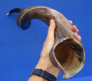 35-3/4 inches Half-Polished Kudu Horn (27-1/4 inches Straight) - $106.99