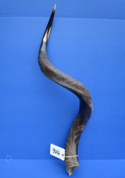 36-1/4 inches Half-Polished Kudu Horn (25-3/4 inches straight) - $106.99