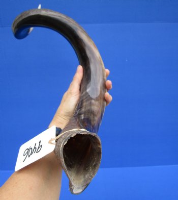 36-1/4 inches Half-Polished Kudu Horn (25-3/4 inches straight) - $106.99