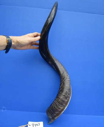 35-1/2 inches Half-Polished Kudu Horn (25-1/4 inches Straight) - $106.99