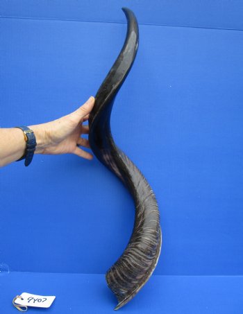 35-1/2 inches Half-Polished Kudu Horn (25-1/4 inches Straight) - $106.99