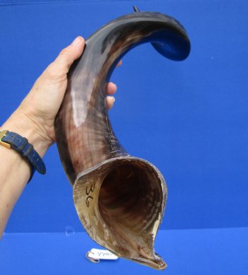 35-1/2 inches Half-Polished Kudu Horn (25-1/4 inches Straight) - $106.99