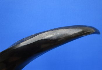 35-1/2 inches Half-Polished Kudu Horn (25-1/4 inches Straight) - $106.99