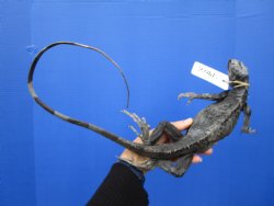 32 inches Preserved Green Iguana cured in formaldehyde (has odor) $39.99