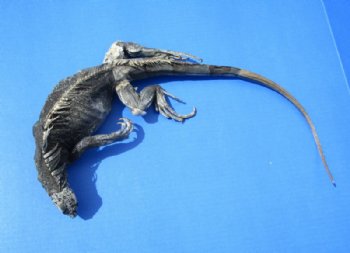 26-1/2 inches Green Iguana Preserved with Formaldehyde (has odor) $39.99