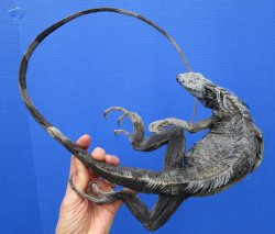 40-1/2 inches Green Iguana preserved with formaldehyde $39.99