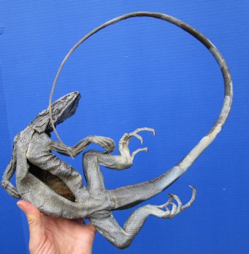 40-1/2 inches Green Iguana preserved with formaldehyde (has odor) $39.99