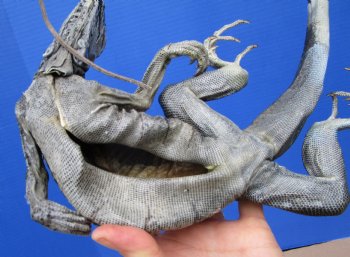 40-1/2 inches Green Iguana preserved with formaldehyde (has odor) $39.99