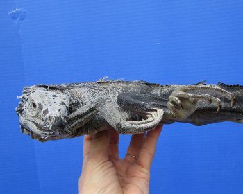 40-1/2 inches Green Iguana preserved with formaldehyde (has odor) $39.99