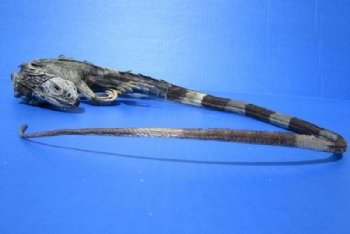 40-1/2 inches Green Iguana preserved with formaldehyde (has odor) $39.99