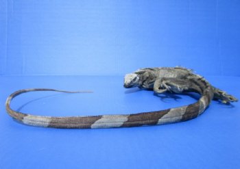 40-1/2 inches Green Iguana preserved with formaldehyde (has odor) $39.99