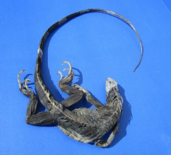 40-1/2 inches Green Iguana preserved with formaldehyde (has odor) $39.99