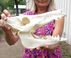 Georgia Wild Hog Skull, 12 inches, Good Quality - $69.99
