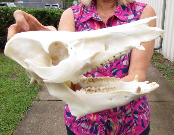  Wild Hog Skull <font color=red> Discounted</font>, 12 inches, (broken jaw) - $39.99