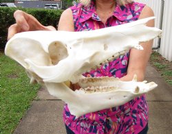  Wild Hog Skull <font color=red> Discounted</font>, 12 inches, (broken jaw) - $39.99