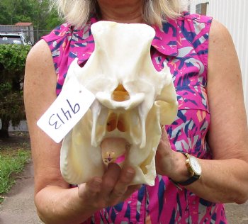  Wild Hog Skull <font color=red> Discounted</font>, 12 inches, (broken jaw) - $39.99