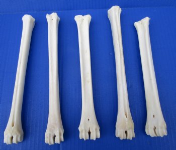 5 Whitetail Deer Leg Bones 8 to 9-1/2 inches for $6.00 each