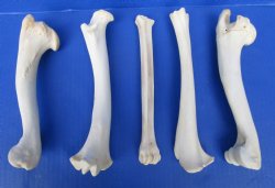 5 Whitetail Deer Leg Bones 8 to 8-3/4 inches for $6.00 each