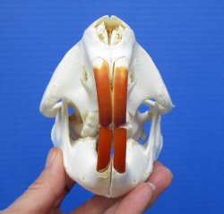 Beaver Skull, <font color=red>Grade A</font>, 4-1/2 inches for $43.99