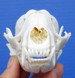 Raccoon Skull, Grade A, 4-1/4 inches for $37.99  plus $8.50 Postage