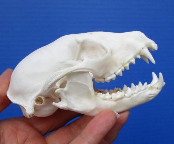 Raccoon Skull, <font color=red>Grade A</font> for $37.99