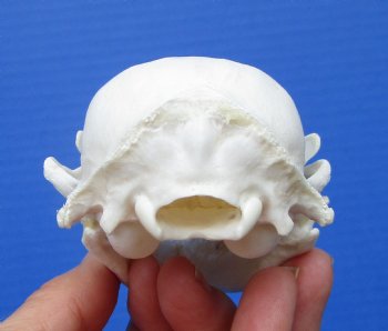 Raccoon Skull, <font color=red>Grade A</font> for $37.99