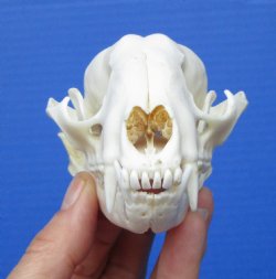 North American Raccoon Skull, <font color=red>Grade A,</font> 4-3/4 inches for $37.99