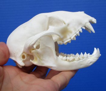 North American Raccoon Skull, <font color=red>Grade A,</font> 4-3/4 inches for $37.99