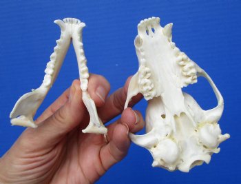 North American Raccoon Skull, <font color=red>Grade A,</font> 4-3/4 inches for $37.99