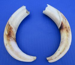 Matching Pair of African Warthog Ivory Tusks 8 and 8-1/4 inches - $59.99