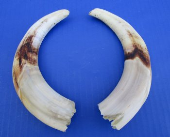 Matching Pair of African Warthog Ivory Tusks 8 and 8-1/4 inches - $59.99