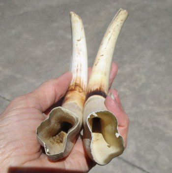 Matching Pair of African Warthog Ivory Tusks 8 and 8-1/4 inches - $59.99