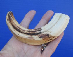 6-3/4 inches Warthog Tusk - $14.99 (Plus $8.50 Postage)