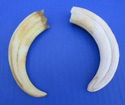 Two 5-1/2 inches Warthog Tusks  (3 inches Solid) - $19.99 (Pllus $8.50 Postage)