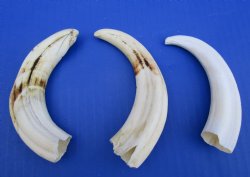 3 Warthog Tusks 5-7/8, 5-1/8 and 5-7/8 inches - $29.99 (Plus $8.50 Postage)