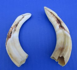 2 Warthog Tusks 4-1/2 and 4-3/4 inches - $14.99 (Plus $8.50 Postage)