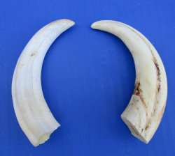 4-3/4 and 5 inches Warthog Tusks (1 is 90% solid) - $15.99 (Plus $8.50 Postage)