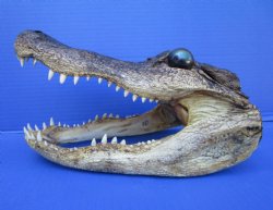 Taxidermy Alligator Head 10 inches - $32.99