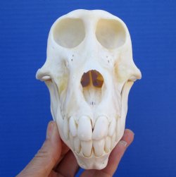 6-1/2 inches Real Female Chacma Baboon Skull (CITES 0849669) $189.99