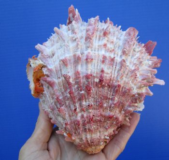 Mexican Spondylus Princeps Spiny Oyster Shell 6 inches - $49.99