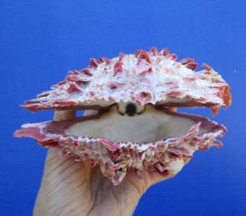 Mexican Spondylus Princeps Spiny Oyster Shell 6 inches - $49.99