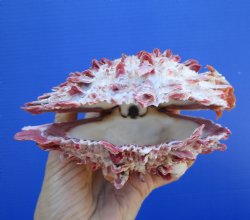 Mexican Spondylus Princeps Spiny Oyster Shell 6 inches - $49.99