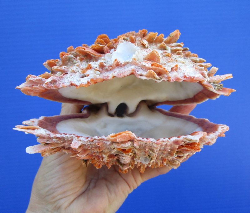 5-3/4 inches Mexican Spondylus Princeps Spiny Oyster Sh