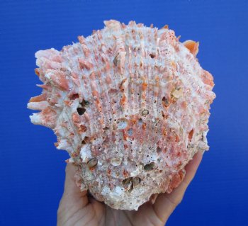 5-3/4 inches Mexican Spondylus Princeps Spiny Oyster Shell - $39.99