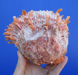 5-1/4 inches Red Mexican Spondylus Princeps Spiny Oyster Shell - $39.99