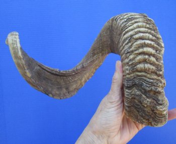 32 inches African Merino Ram, Sheep Horn, Extra Large - $32.99